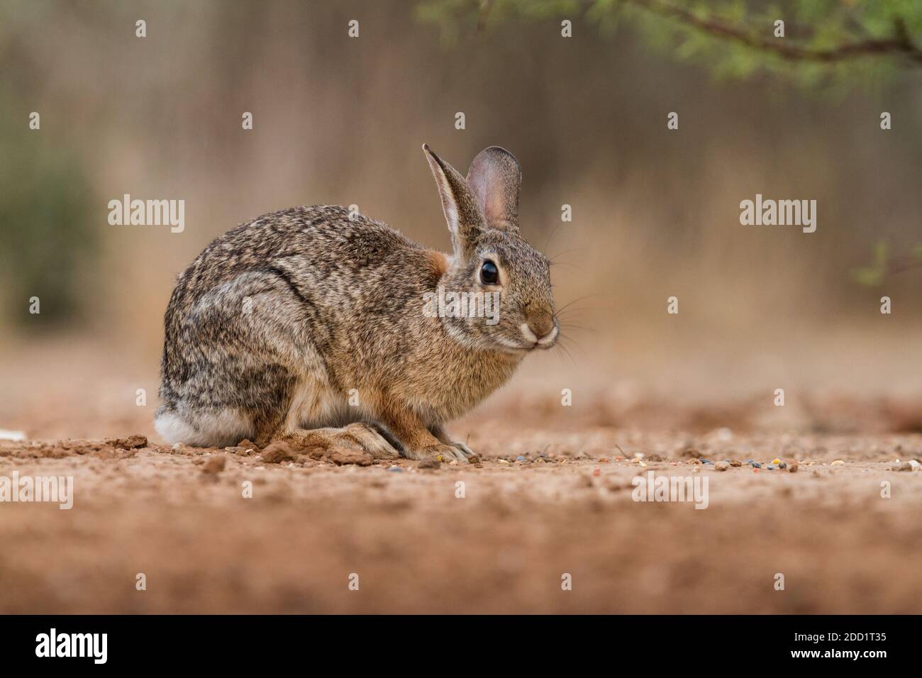 The Eastern Cottontail is the most common rabbit species in North America and is found from Canada to South America. Stock Photo