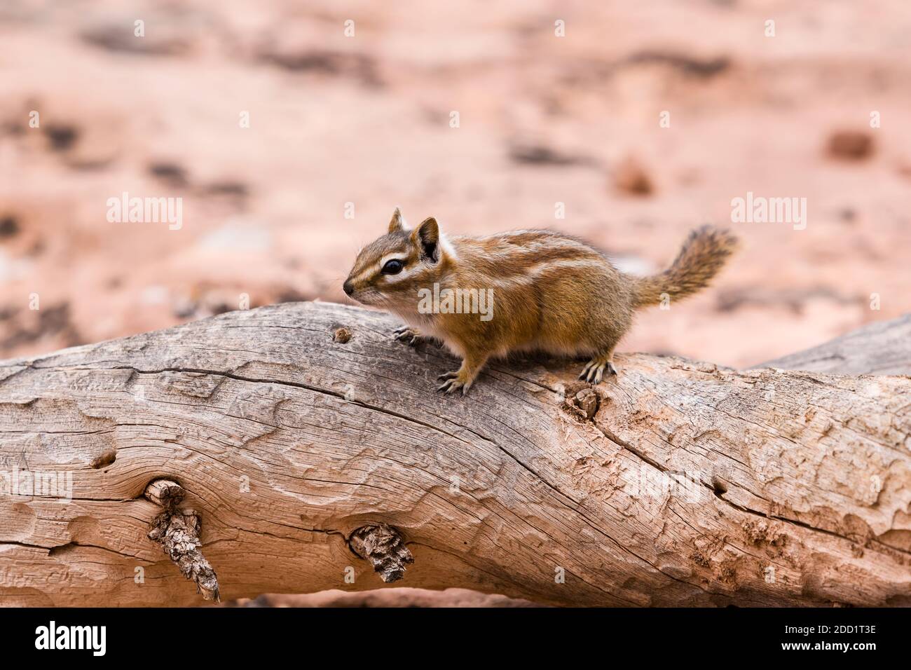 A Hopi Chipmunk, Neotamias rufus, in Dead Horse Point State Park near Moab, Utah. Stock Photo