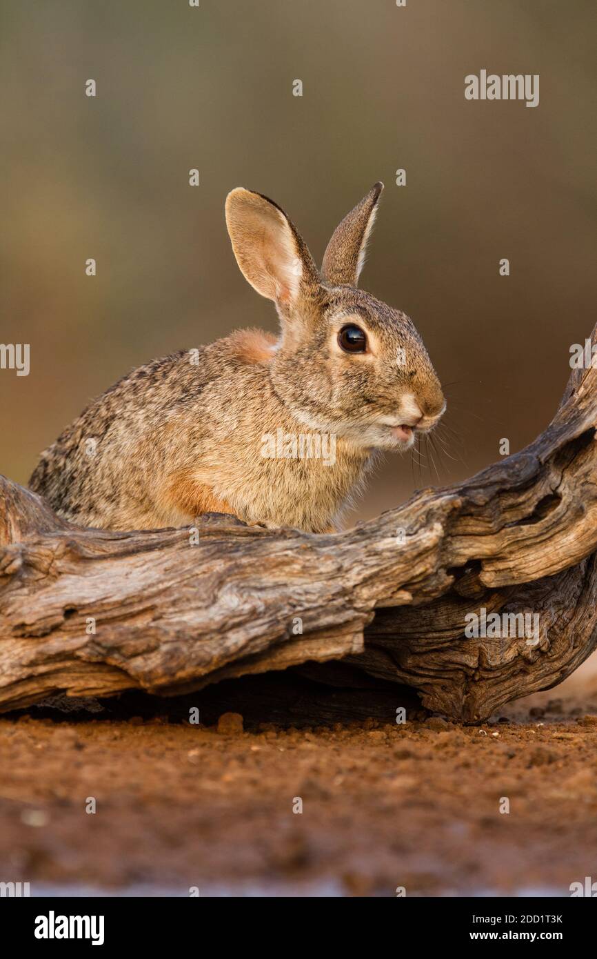 The Eastern Cottontail is the most common rabbit species in North