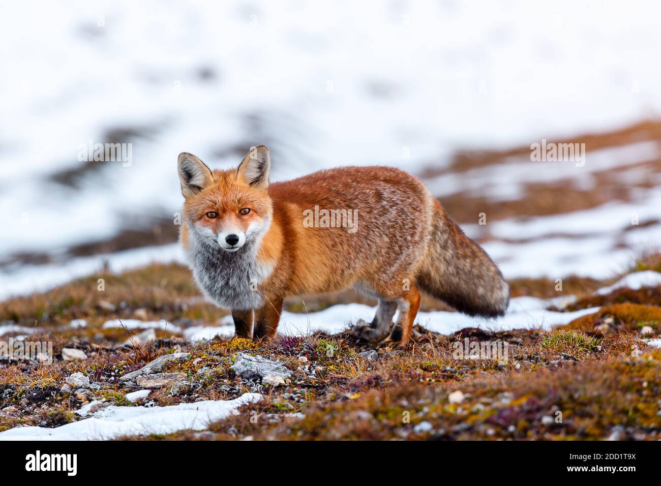 A fox at the Großglockner-Hochalpenstraßein Austria  on a sunny day after a big snow fall Stock Photo