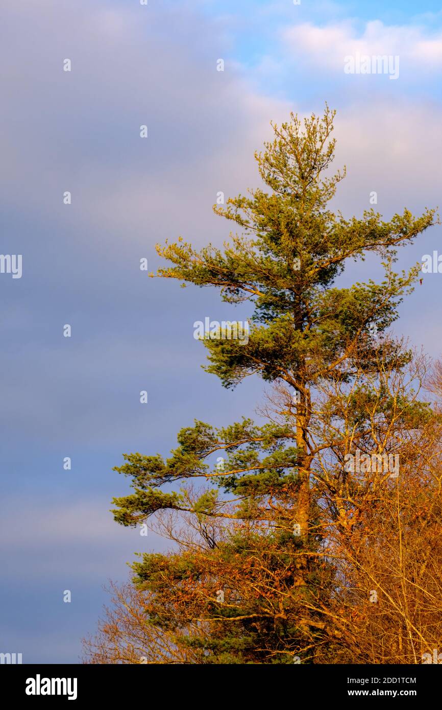 Tall pine tree hi-res stock photography and images - Alamy