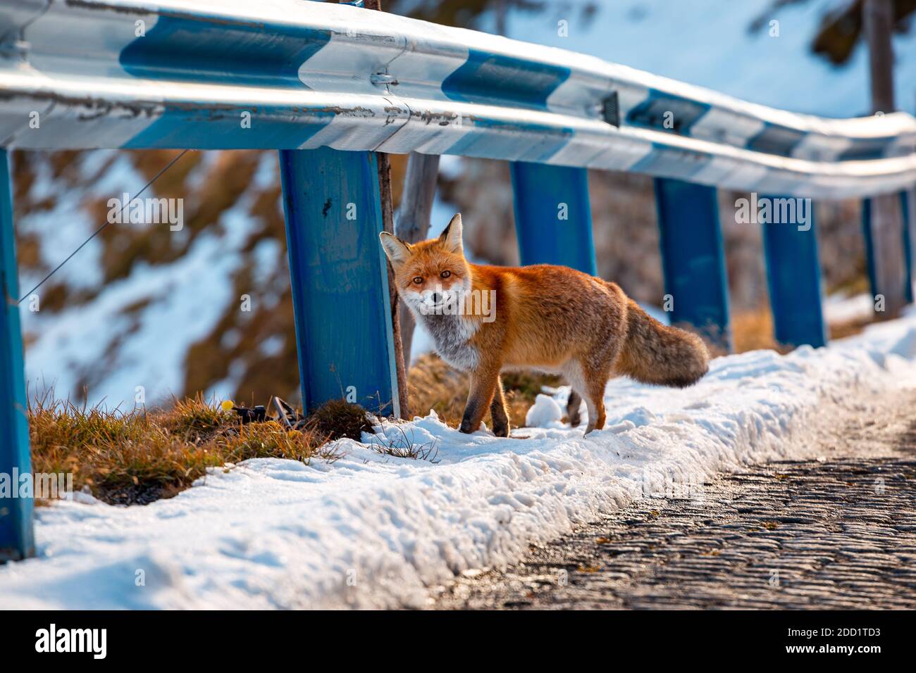 A fox at the Großglockner-Hochalpenstraßein Austria  on a sunny day after a big snow fall Stock Photo