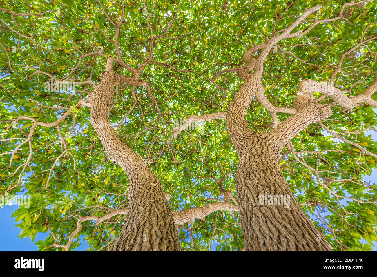 The sun shining through a majestic green tree branches and leaves, with ...