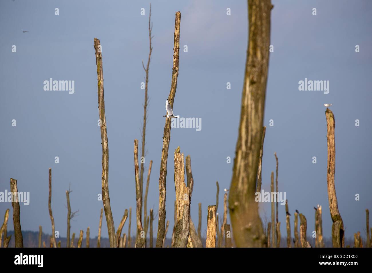 The dead forest near Usedom in the area of Murchin. Brakish water left the trees to die. Stock Photo