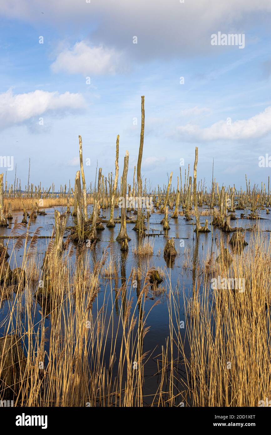 The dead forest near Usedom in the area of Murchin. Brakish water left the trees to die. Stock Photo
