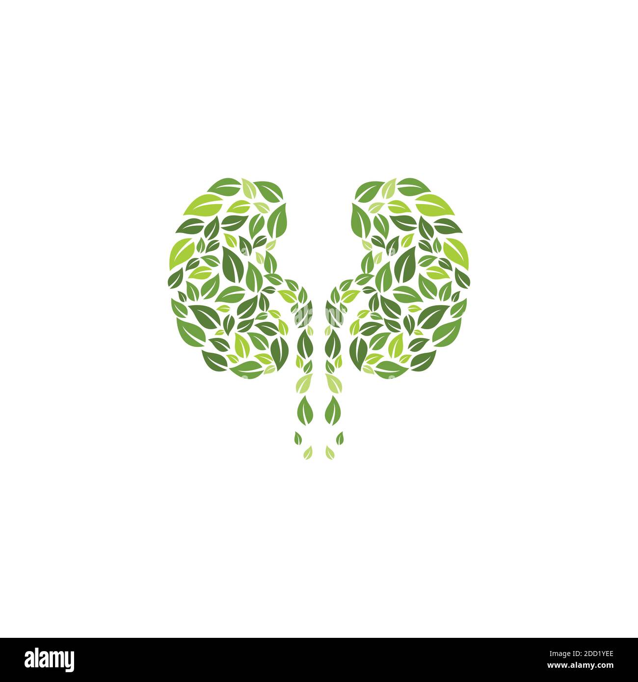 kidney vector illustratation design logo template Stock Vector Image ...