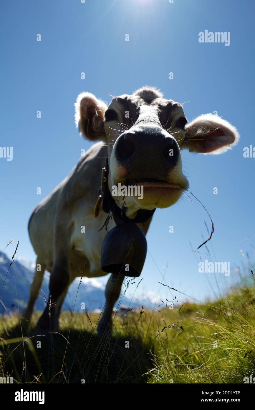 Cow chewing a straw near the paragliding takeoff of Fiesch, Swiss Alps, Switzerland. Stock Photo