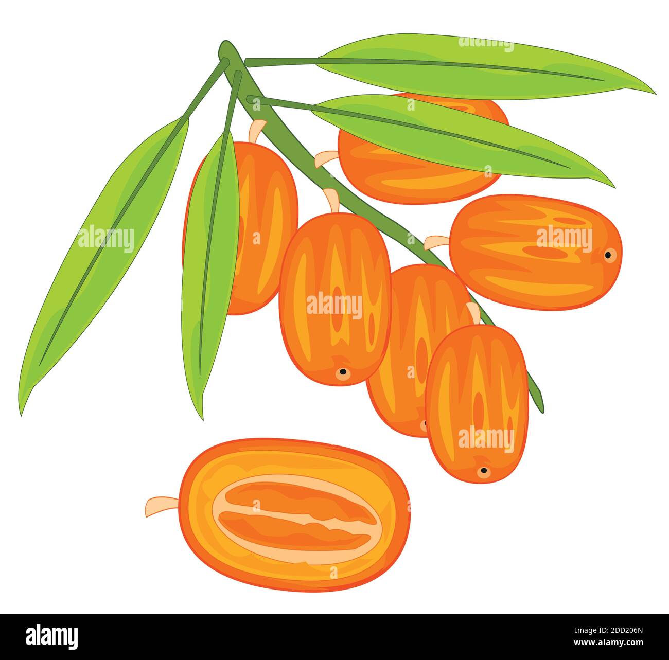 Exotic fruits dates on branch with date palm Stock Vector