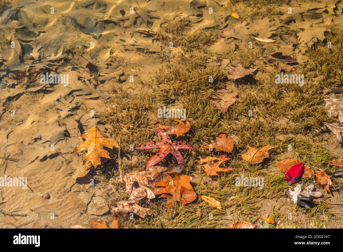 Fallen autumn leaves underwater in the lake with some submerged on the