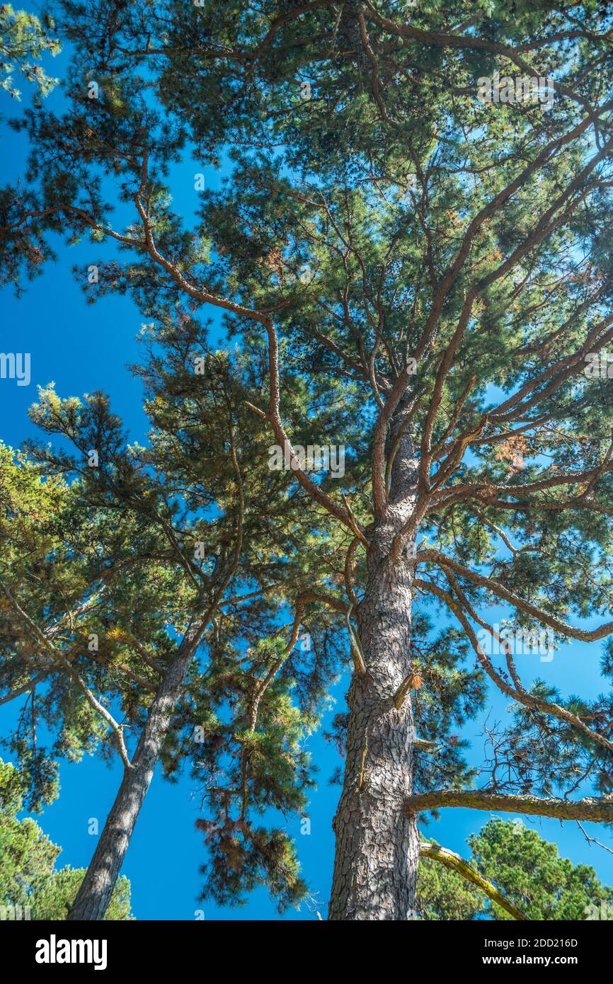 Looking up through the old growth pine trees loaded with pinecones with the bright sunlight