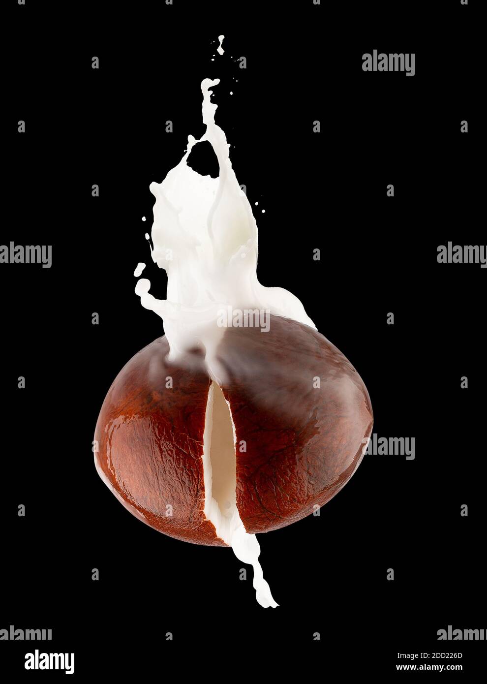 coconuts with milk splash on a black background. Stock Photo