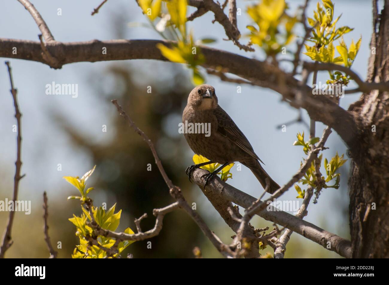 Vadnais Heights, Minnesota. Female Brown-headed Cowbird; Molothrus ater perched on a tree branch Stock Photo