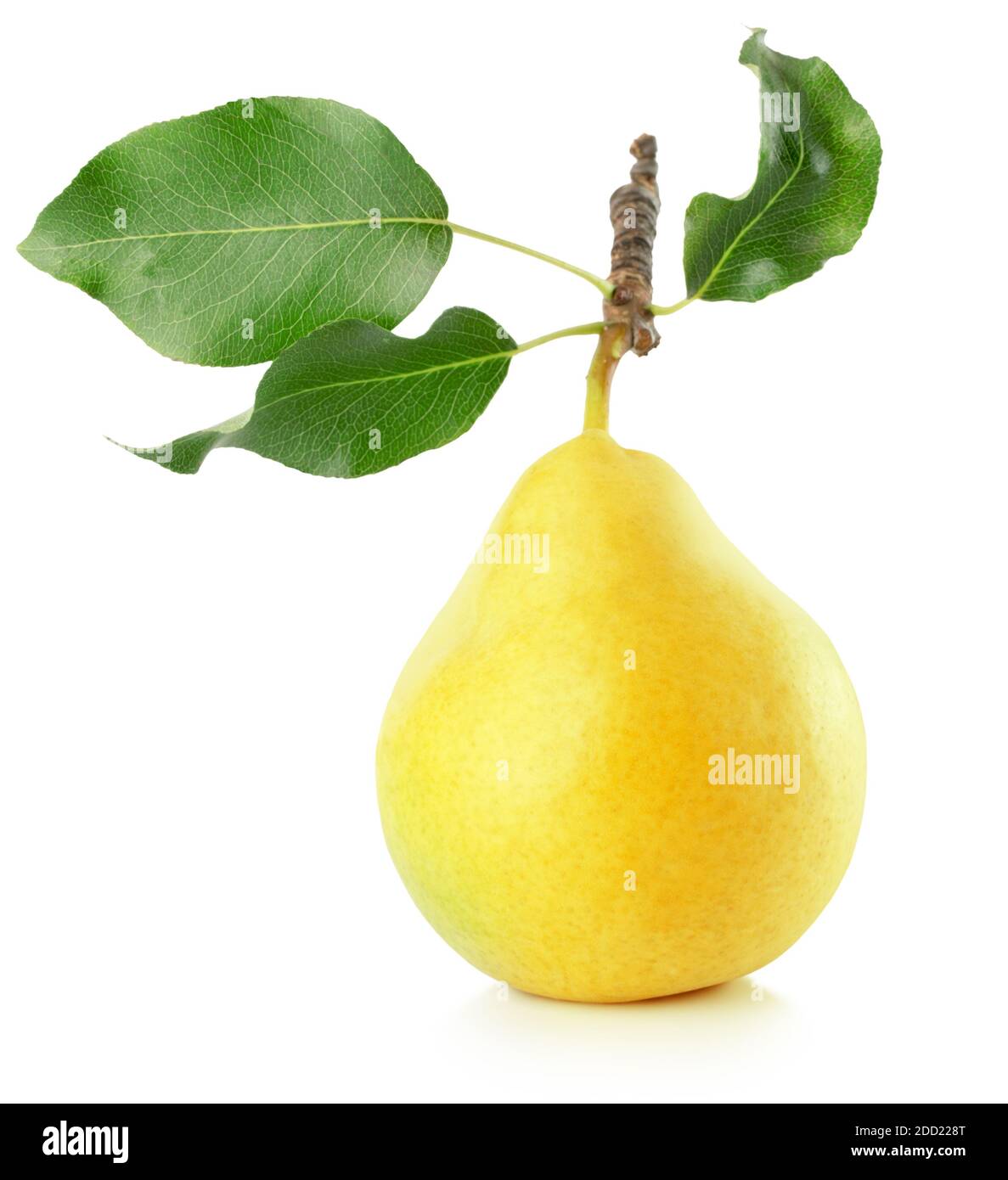 yellow pear with leaves isolated on a white background Stock Photo - Alamy