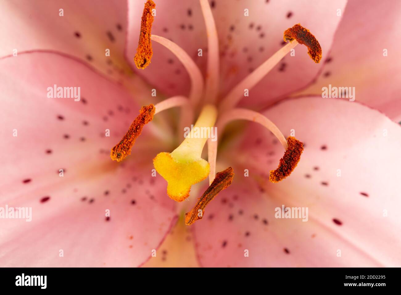 close up of pink lily. Stock Photo