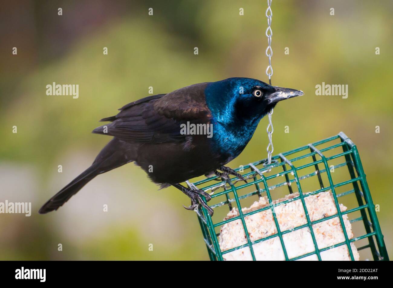 Suet feeder hires stock photography and images Alamy