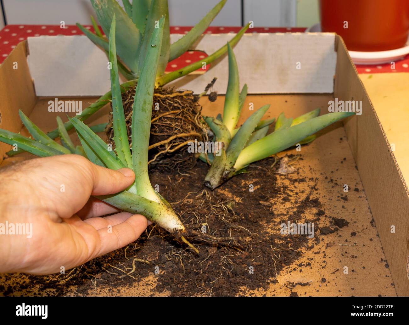 Aloe vera cuttings in the hand of a gardener, planting in process. Pruning aloe vera Stock Photo