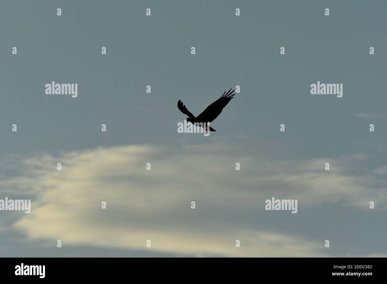 Silhouette of Osprey with blue sky and white clouds Stock Photo - Alamy
