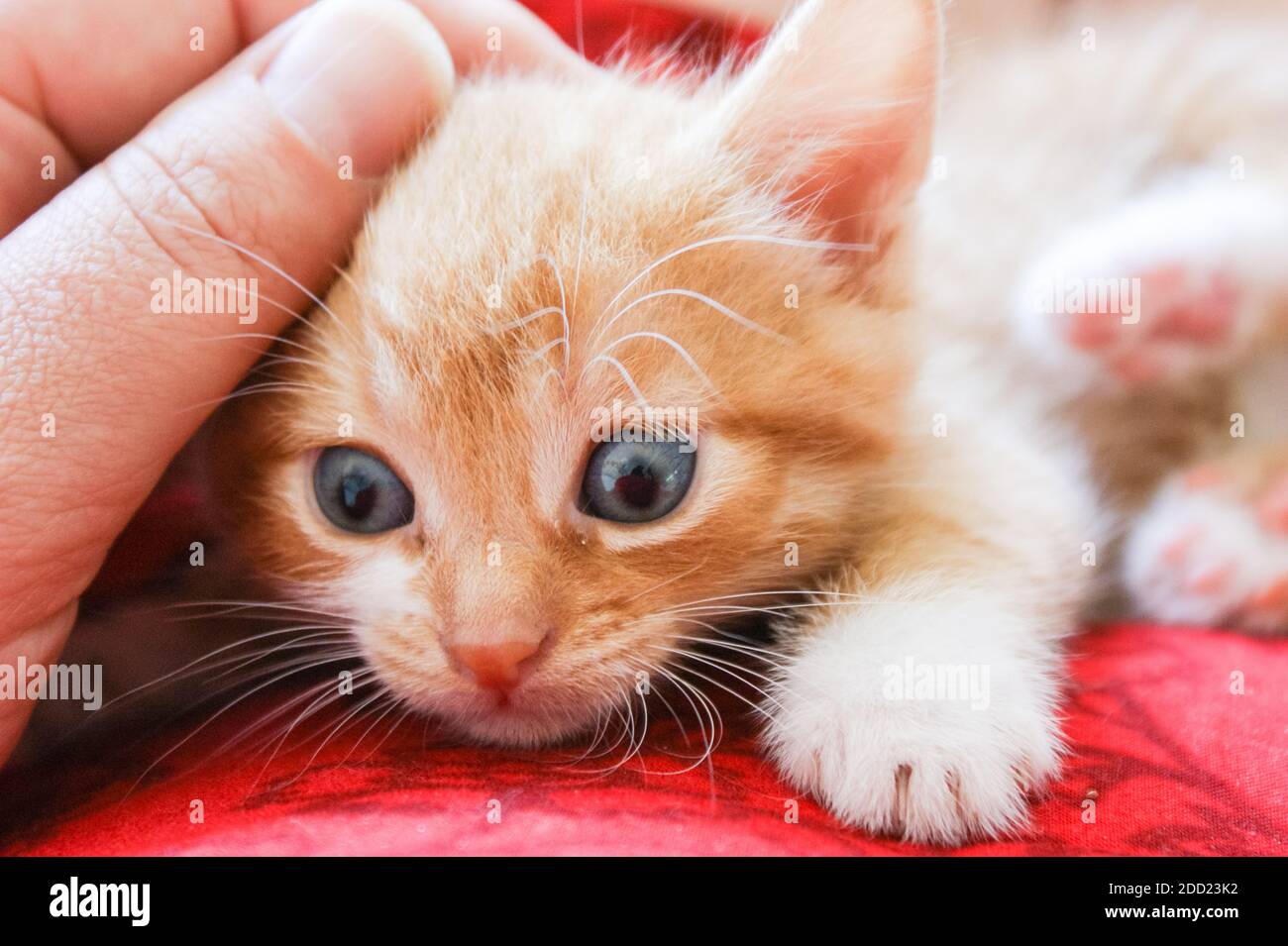 Little ginger cheap kitten