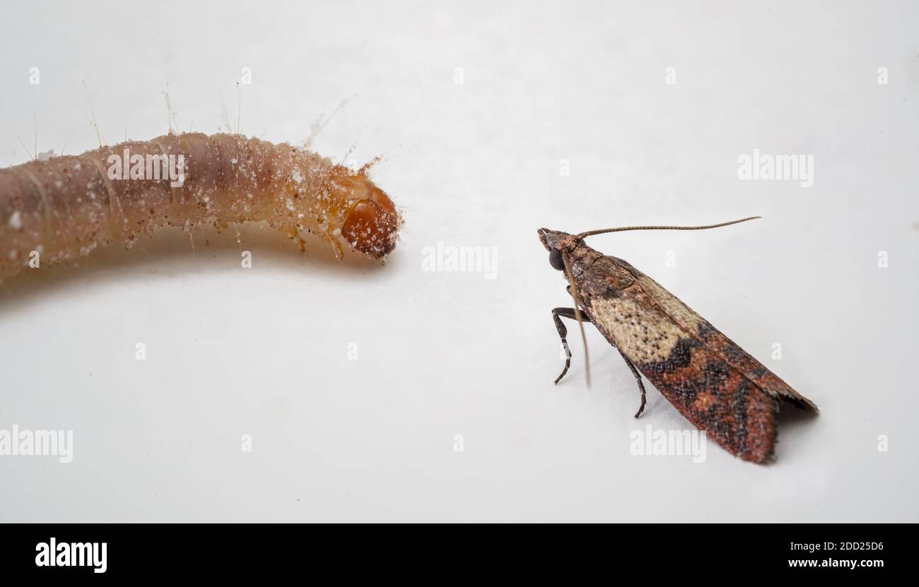 Grain moth with larva hires stock photography and images Alamy