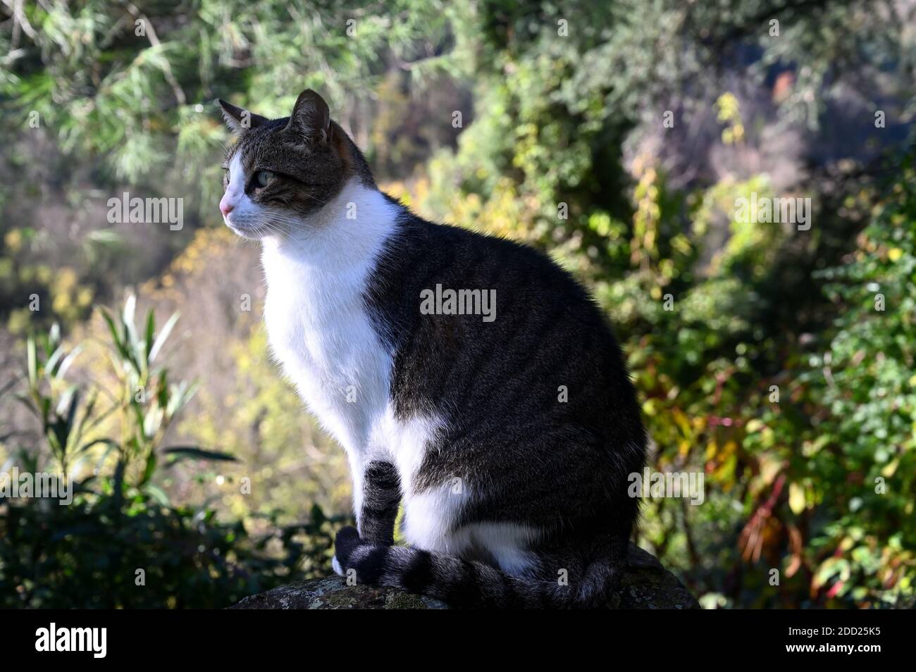 A cat sitting on a stone wall Stock Photo - Alamy