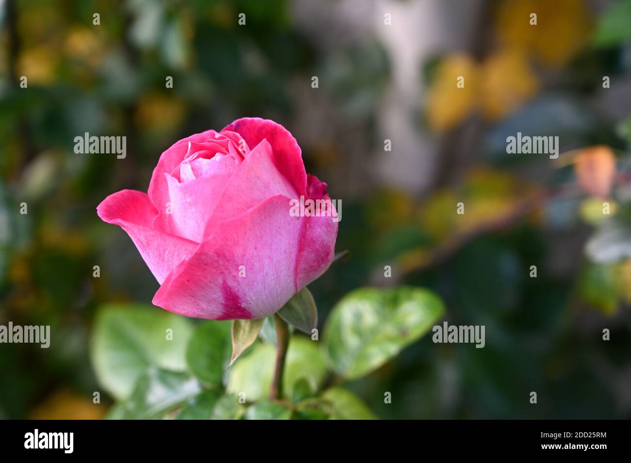 Photos of a single rose hi-res stock photography and images - Alamy