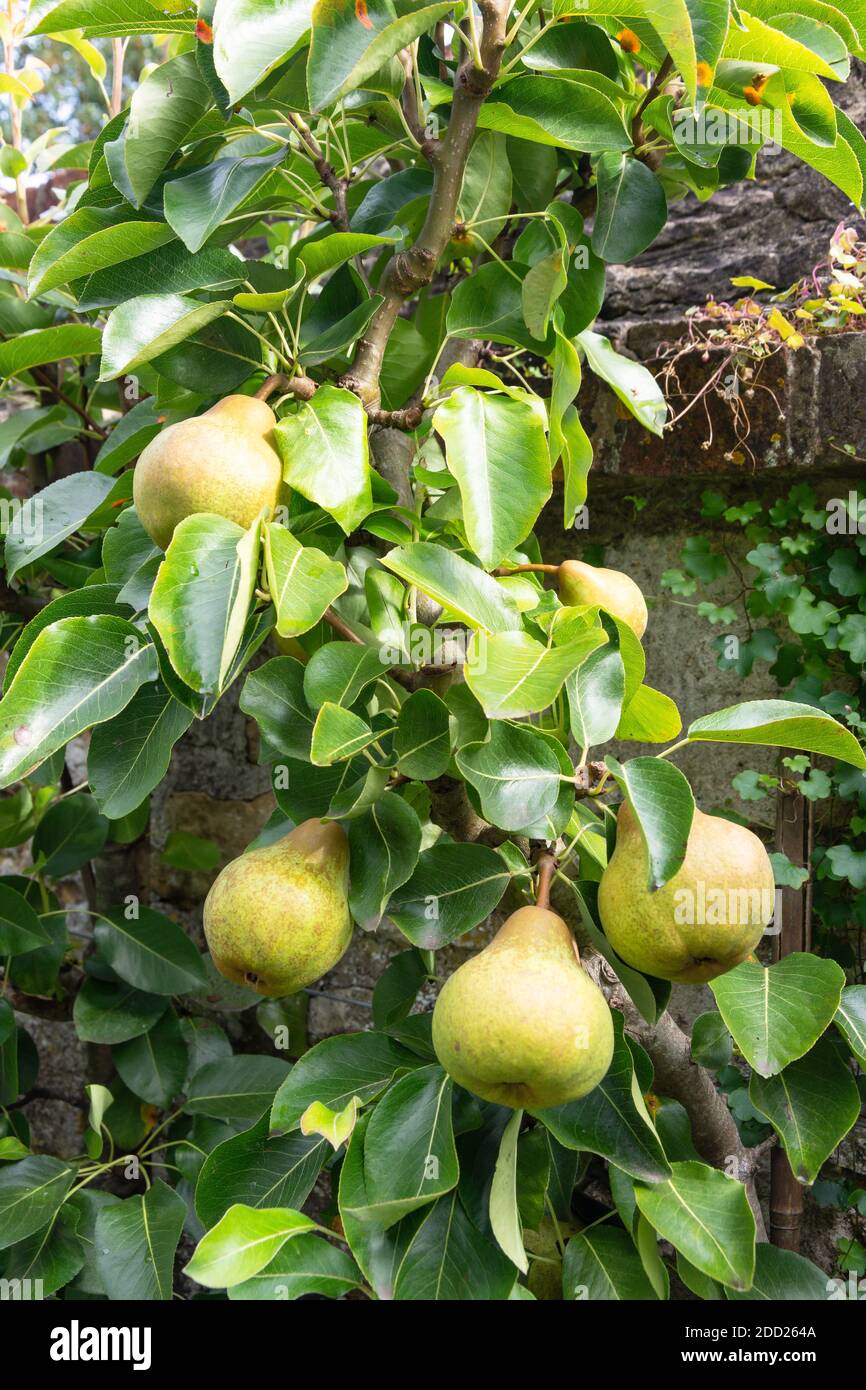 Pear tree with fruit, Great Milton, Oxfordshire, England, United Kingdom Stock Photo