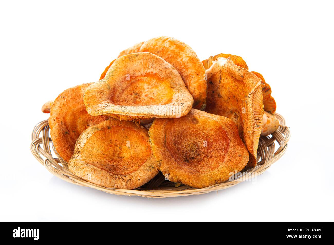 Straw try with saffron milk caps or red pine mushrooms isolated on a