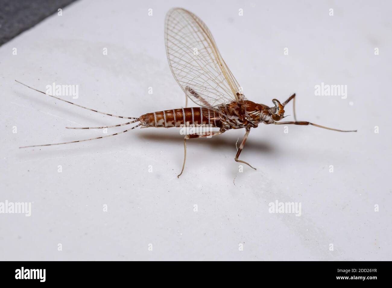 Prong-gilled Mayfly of the genus Thraulodes Stock Photo