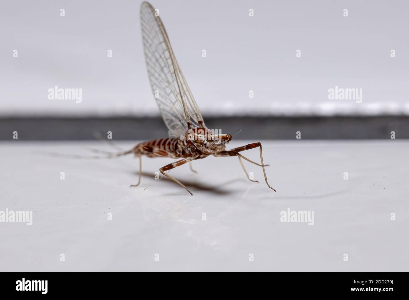 Prong-gilled Mayfly of the genus Thraulodes Stock Photo