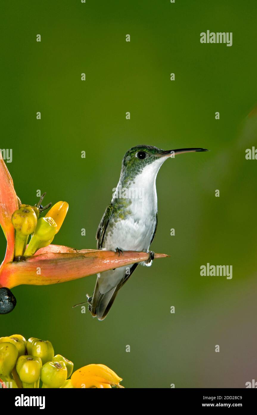 Andean Emerald (Amazilia francie) Ecuador, SA America, by Alan G Nelson/Dembinsky Photo Assoc - Stock Image