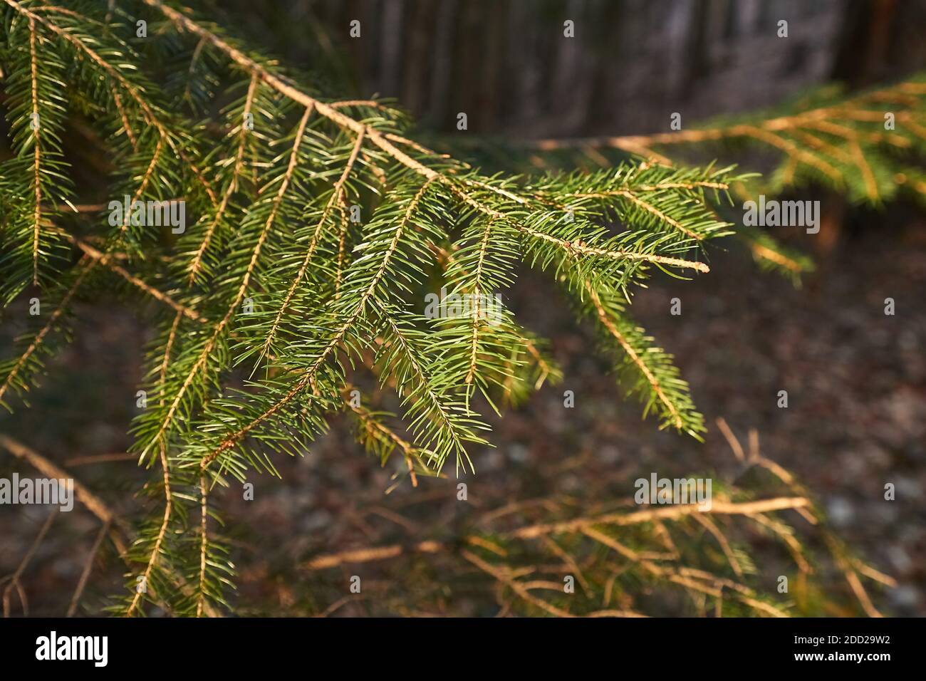 Pine Tree Branches Stock Photo Alamy