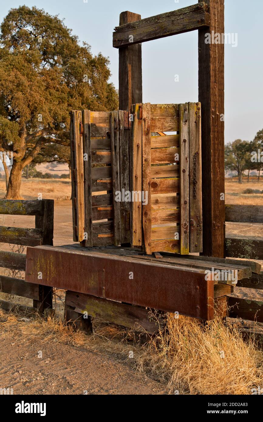 Livestock Loading Chute, cattle ranch, live oak, native flora,  pm light, California, Stock Photo