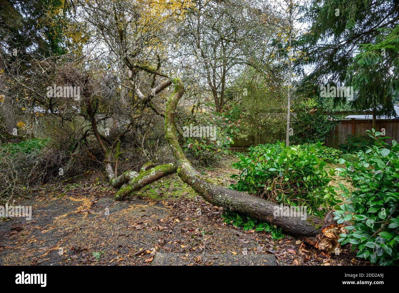 Storm damage, old plum tree blown over by the wind in a back yard