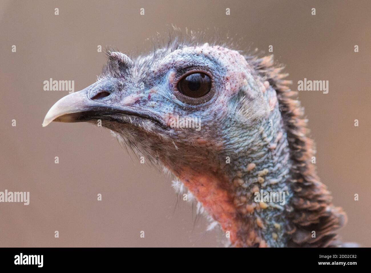 wild turkey portrait Stock Photo