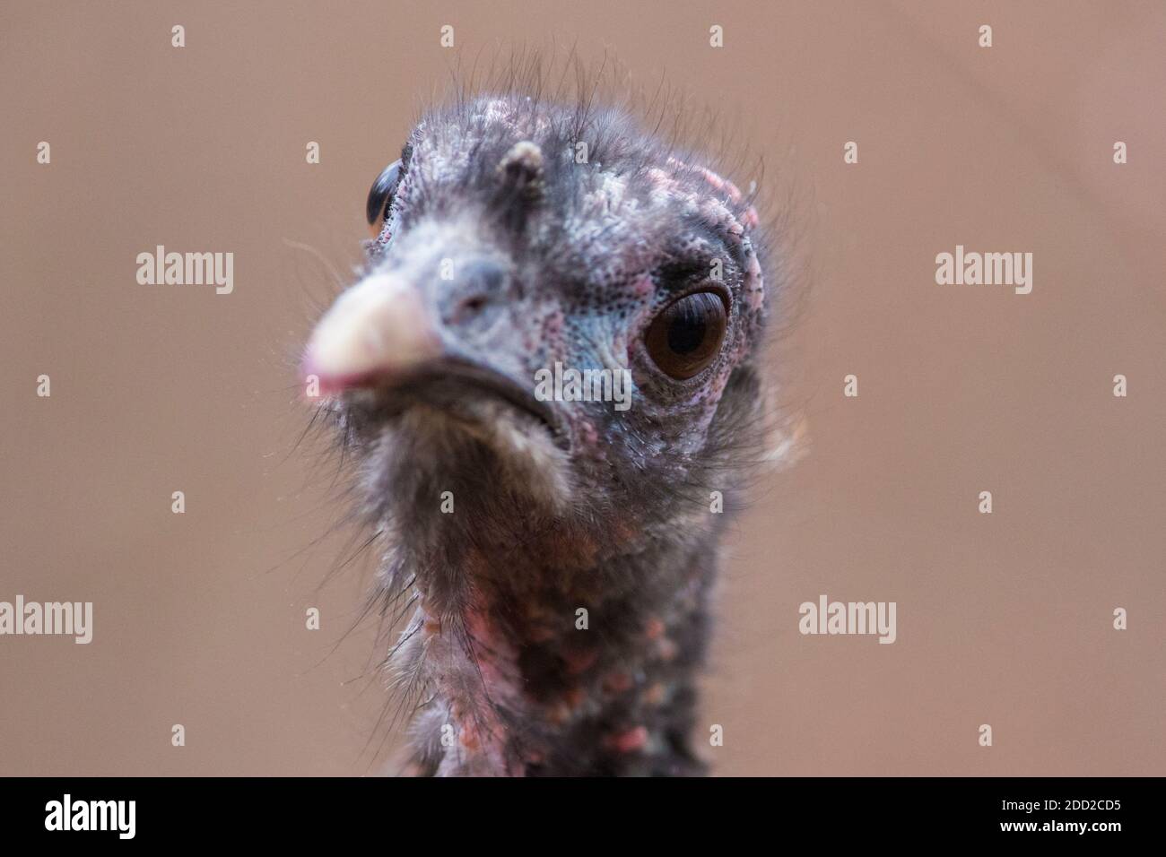 wild turkey portrait Stock Photo