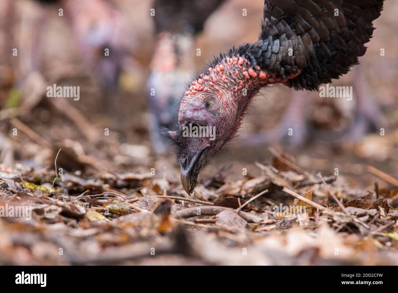 wild turkey feathers detail Stock Photo