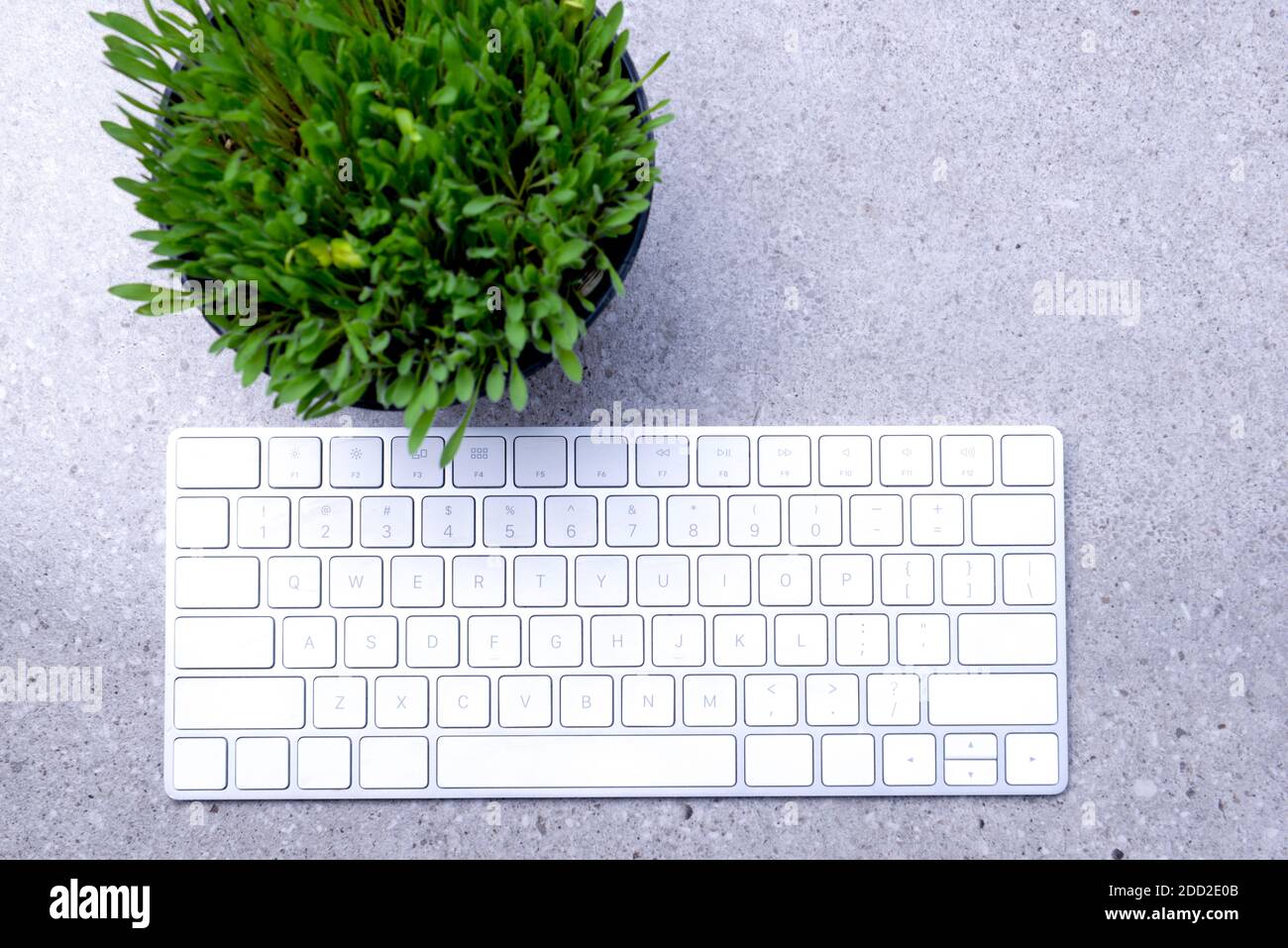 Close up view of millet grass plant in the pot with the keyboard on the desk Stock Photo