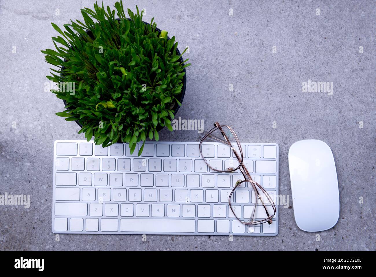 Close up view of millet grass plant in the pot with the keyboard on the desk Stock Photo