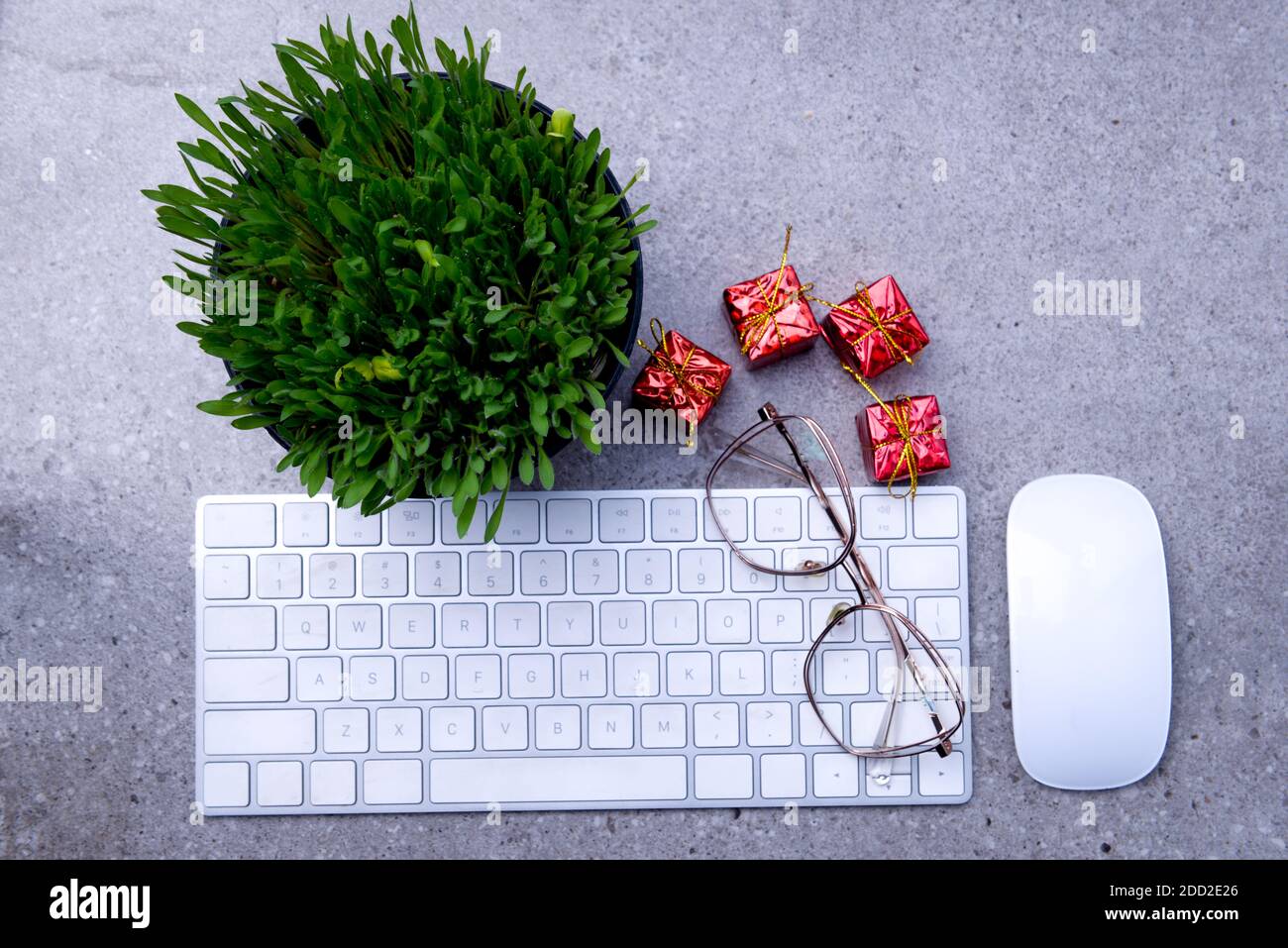 Close up view of millet grass plant in the pot with christmas decoration and the keyboard on the desk Stock Photo