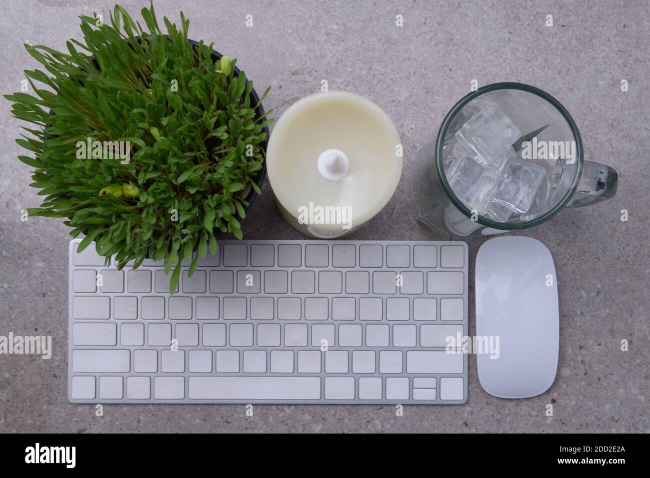 Close up view of millet grass plant in the pot with empty glass with ice cubes and the keyboard on the desk Stock Photo