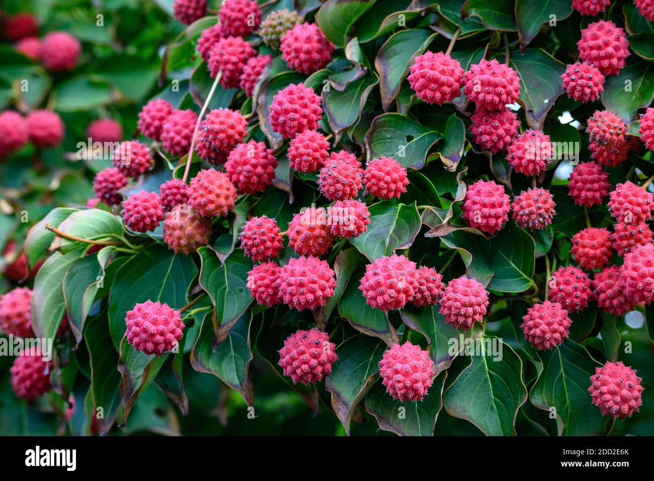 Red seed pods on an Evergreen Dogwood, as a fall color nature