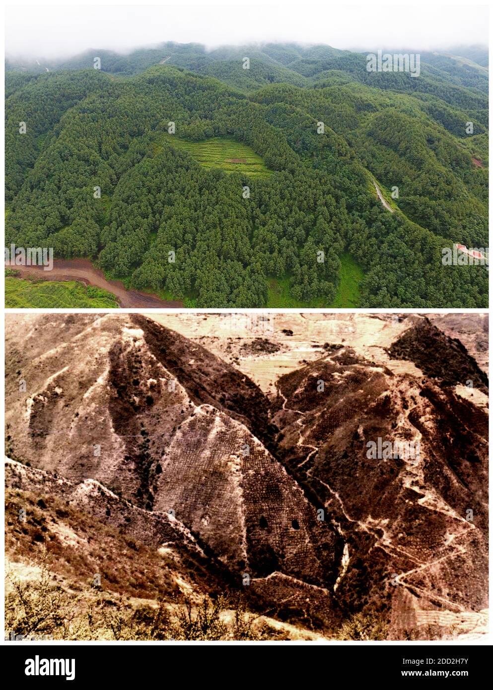 (201124) -- GUIYANG, Nov. 24, 2020 (Xinhua) -- In this combo photo, the upper part taken by Yang Wenbin on July 25, 2019 shows the aerial view of the slopes of Haique Village and the lower file photo shows the slope of Haique Village with rocky desertification in 1980s, in Hezhang County, southwest China's Guizhou Province. China has achieved the feat of removing all remaining counties from the country's poverty list. The last nine impoverished counties, all in southwest China's Guizhou Province, have eliminated absolute poverty, the provincial government announced on Monday. This means tha Stock Photo