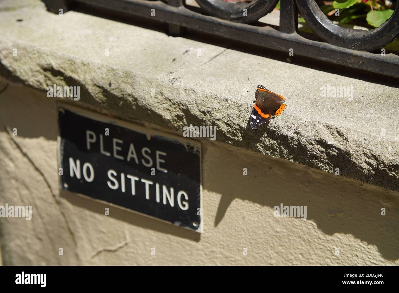 A butterfly in Harlem defies the rules by sitting in a 'no sitting' area Stock Photo