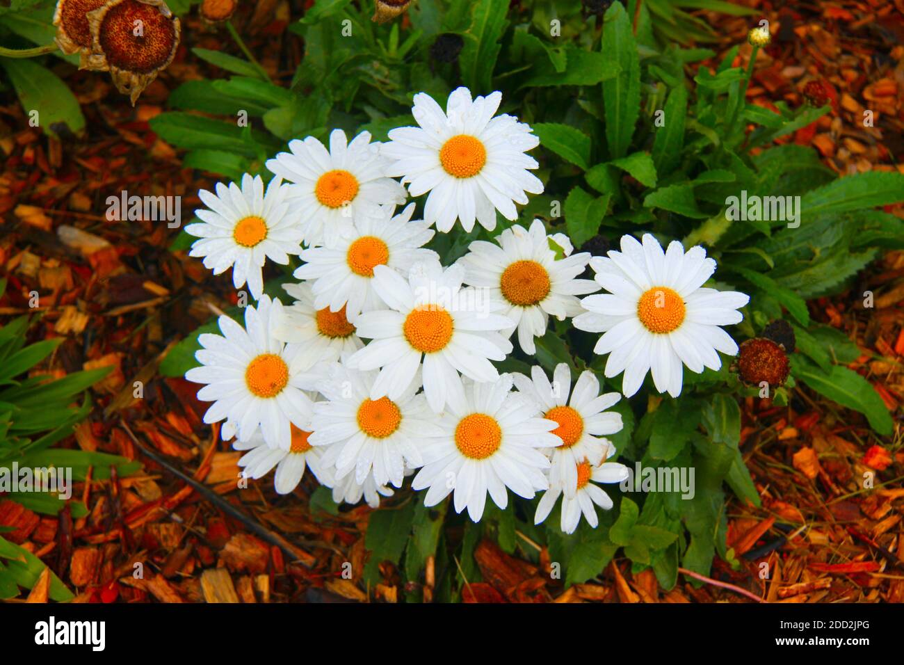 A plant of daisy's with green leaves in a garden with a bark mulch in the fall. Stock Photo