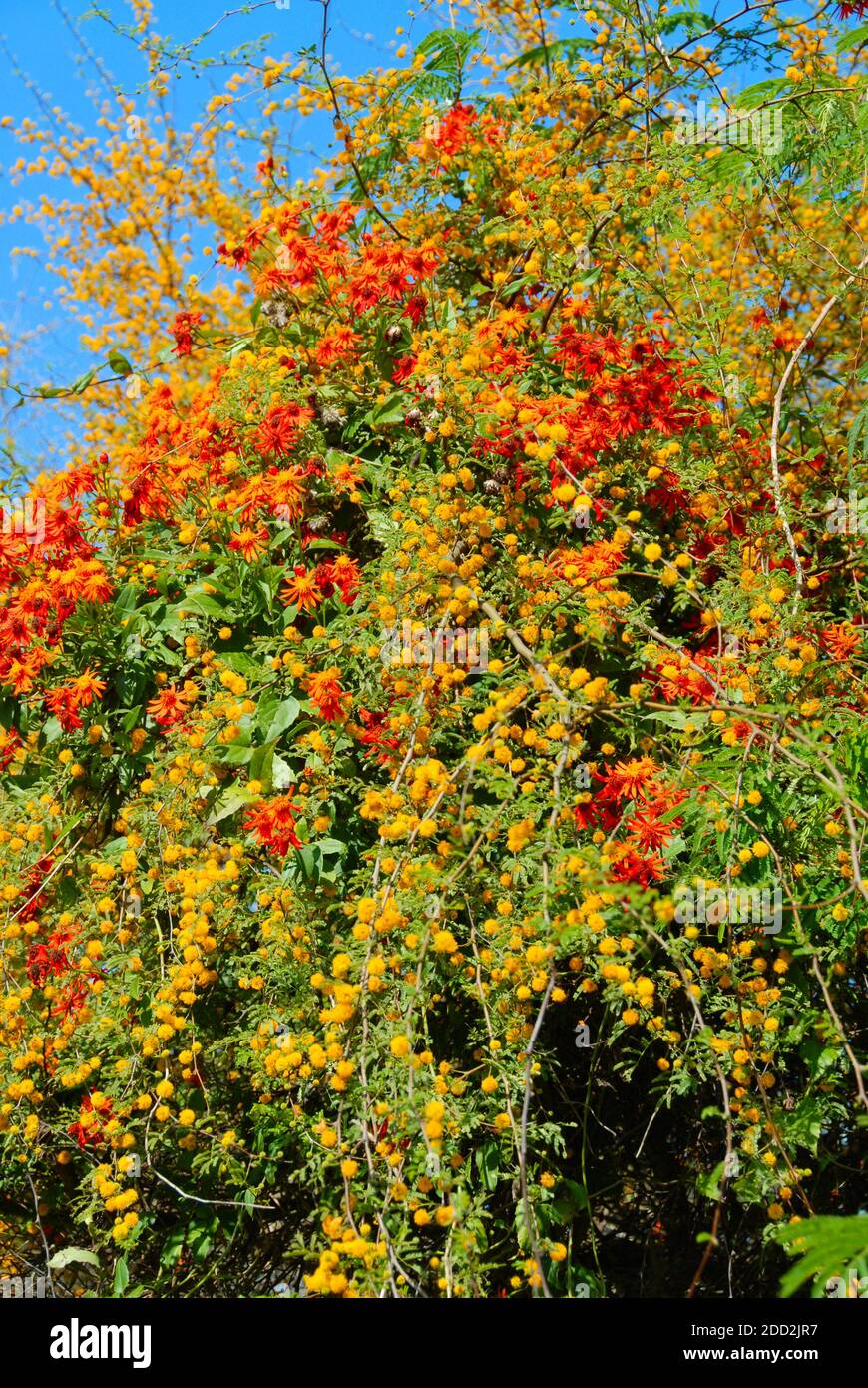 Yellow and orange flowers cover an arbor. Stock Photo