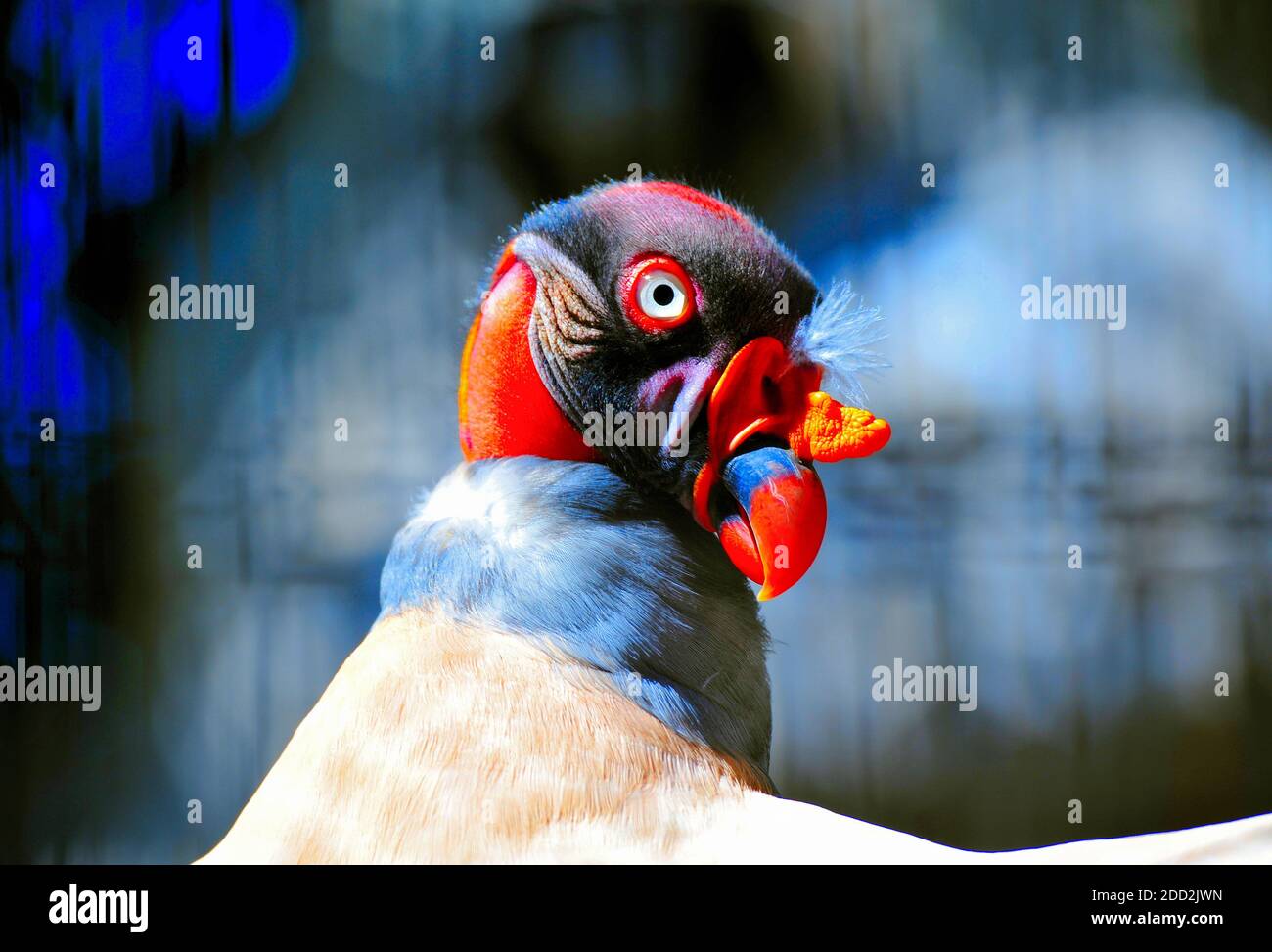 The King Vulture at the Gladys Porter Zoo in Brownsville , Texas, U.S.A.. Stock Photo