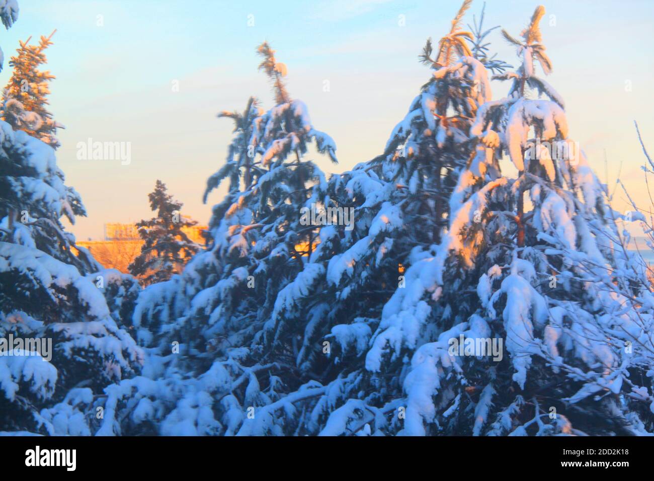 Evergreen trees stand with branches weighed down by snow in Thunder Bay