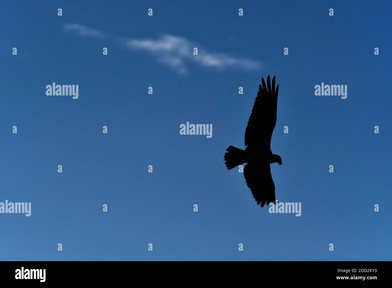 Silhouette of Osprey with blue sky and white clouds Stock Photo - Alamy