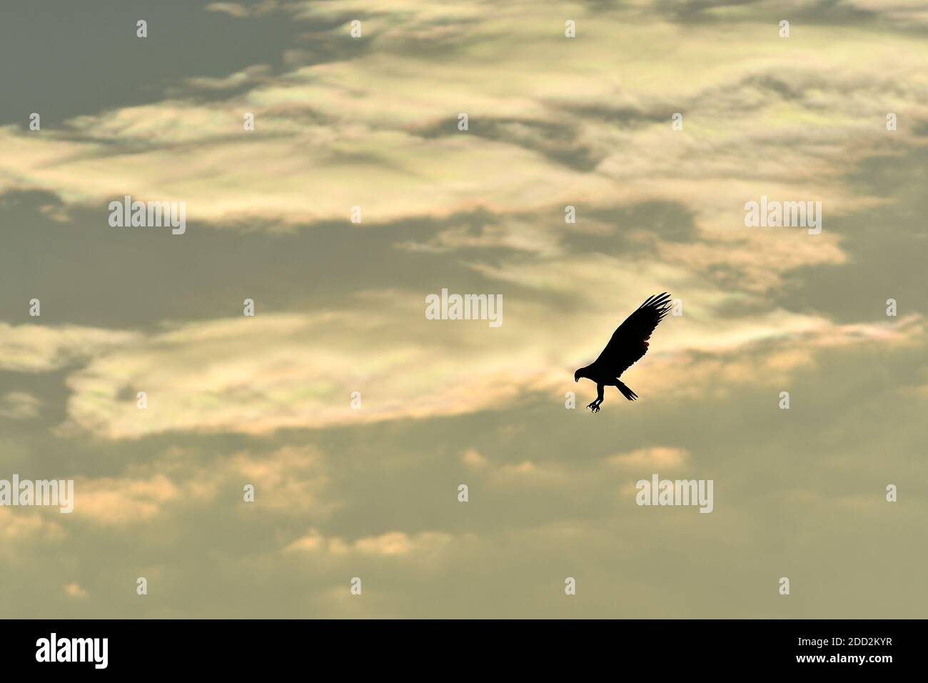 Silhouette of Osprey hovering in flight sunset sky Stock Photo - Alamy