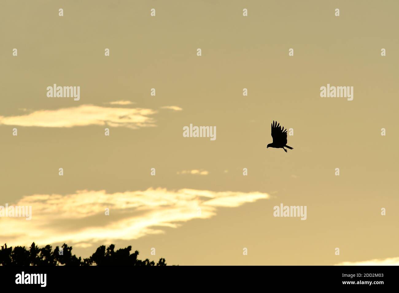 Silhouette of Osprey hovering in flight sunset sky Stock Photo - Alamy